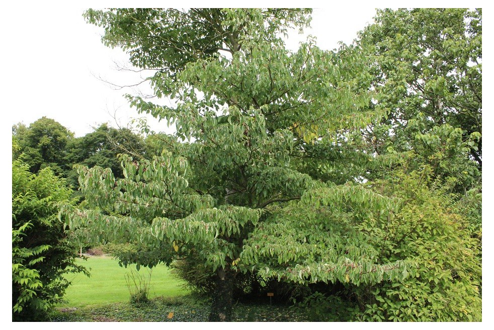 Table dogwood