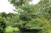 Table dogwood