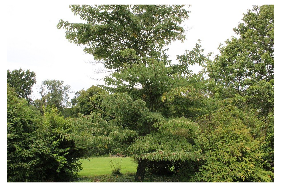 Table dogwood