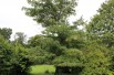 Table dogwood