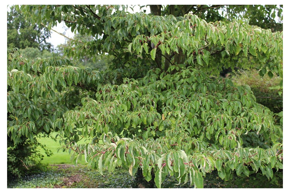 Table dogwood