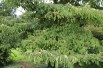 Table dogwood