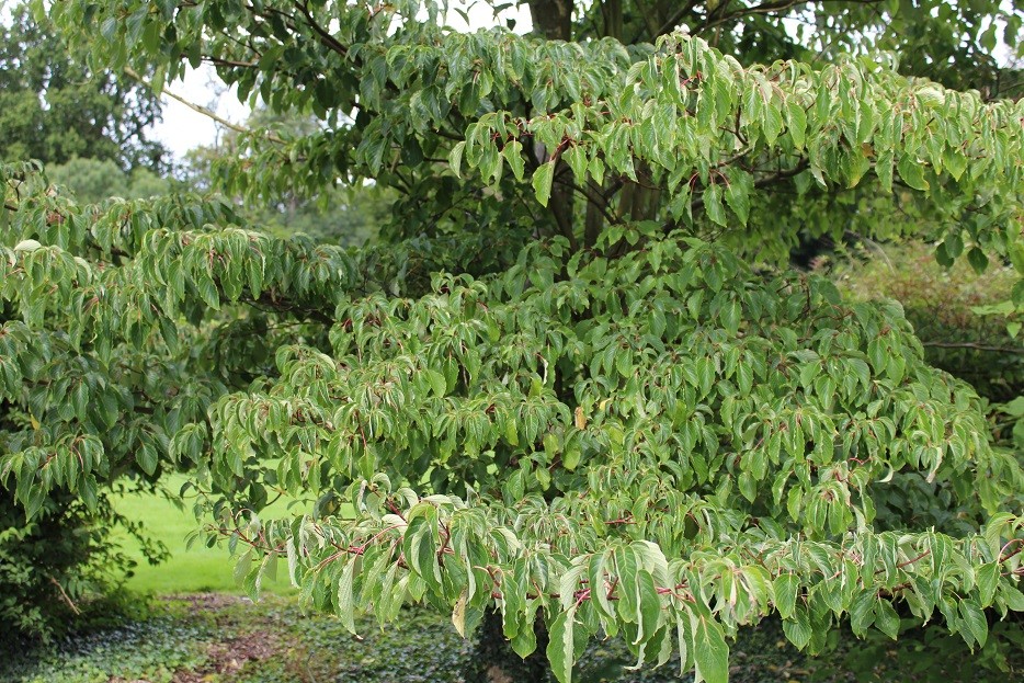 Table dogwood
