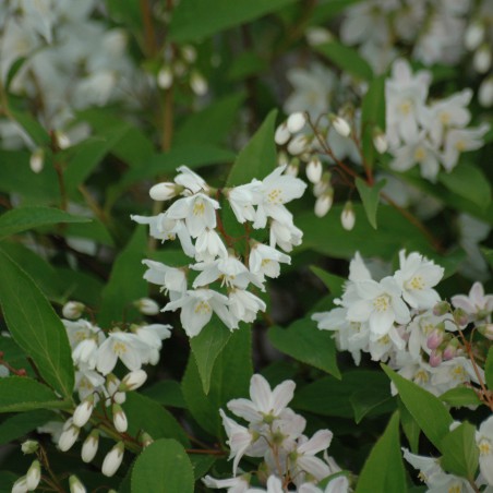 Deutzia Kalmiiflora