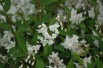 Deutzia Kalmiiflora