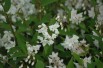 Deutzia Kalmiiflora Deutzia Kalmiiflora
