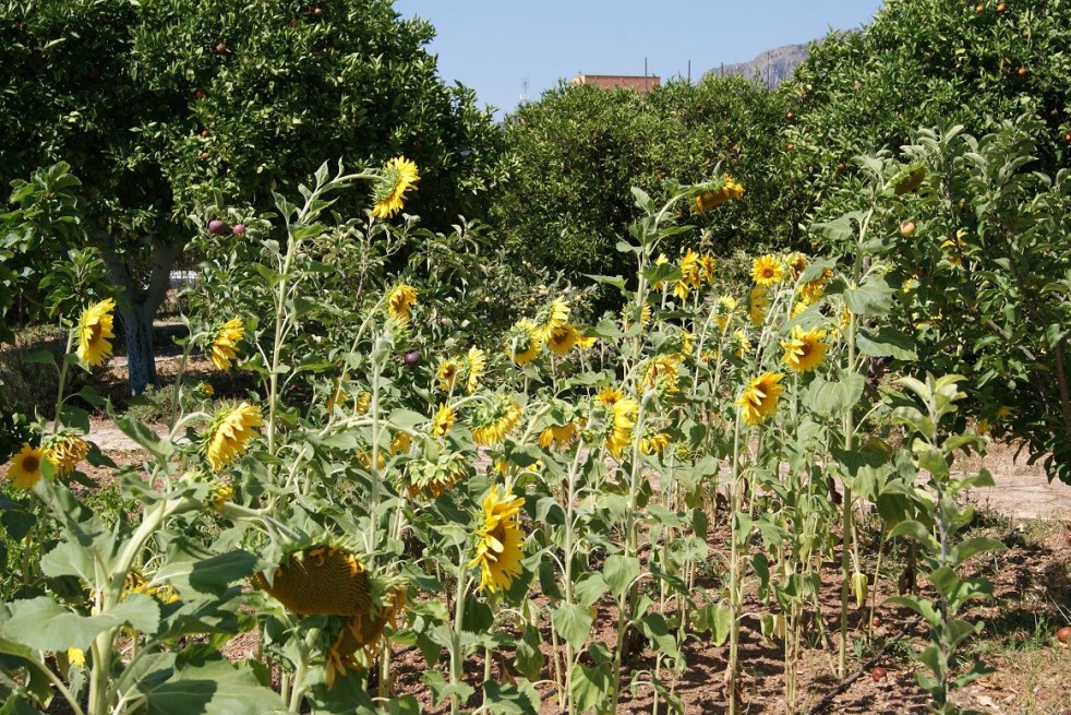 Tournesol géant