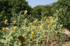 Tournesol géant