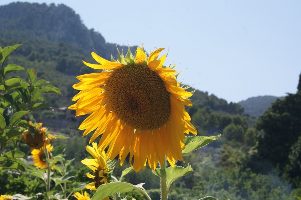 Tournesol géant