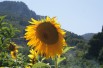 Tournesol géant