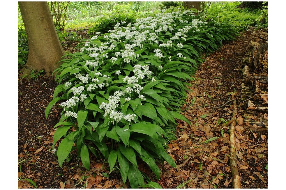 Bear's garlic-Photo: Dominicus Johannes Bergsma-licence : https://creativecommons.org/licenses/by-sa/3.0/legalcode.fr