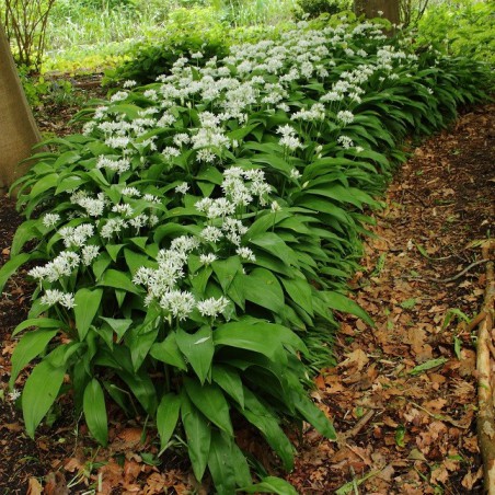 Bear's garlic-Photo: Dominicus Johannes Bergsma-licence : https://creativecommons.org/licenses/by-sa/3.0/legalcode.fr