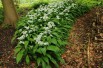 Bear's garlic-Photo: Dominicus Johannes Bergsma-licence : https://creativecommons.org/licenses/by-sa/3.0/legalcode.fr