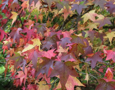American Sweetgum
