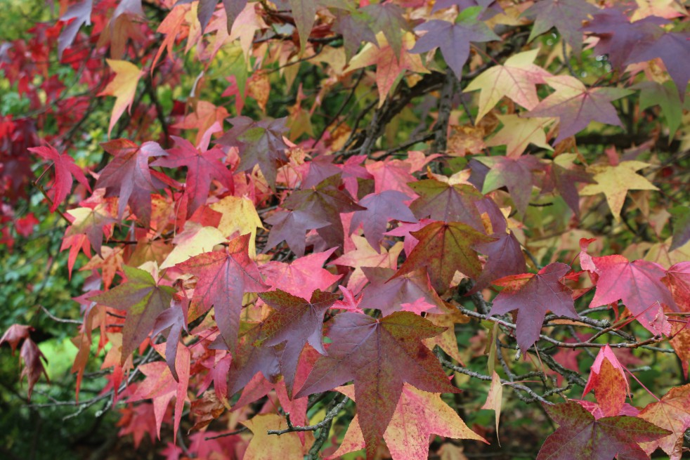 American Sweetgum