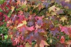 American Sweetgum