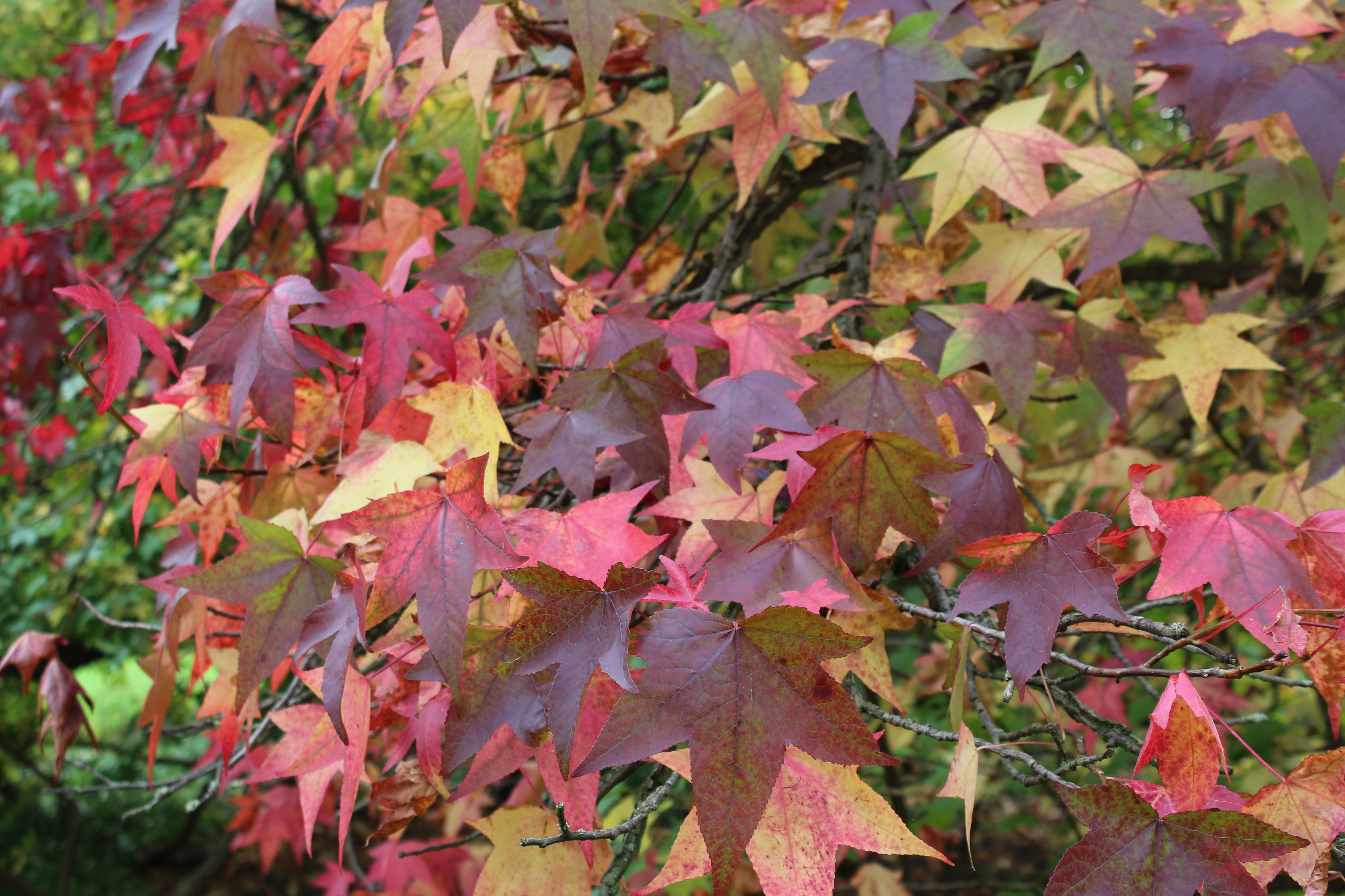 Amerikaanse amberboom - Liquidambar styraciflua