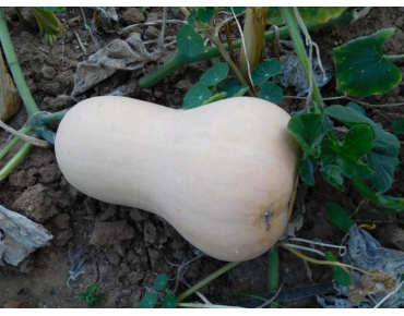 Seeds Butternut Waltham squash - Cucurbita moschata