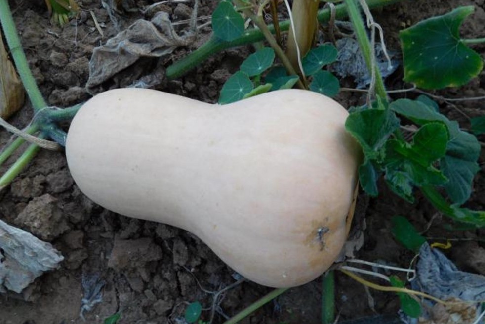 Courge Butternut Waltham Bio