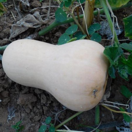 Courge Butternut Waltham Bio