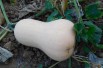 Courge Butternut Waltham Bio