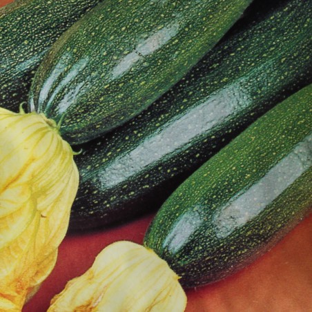 Black Beauty biological zucchini