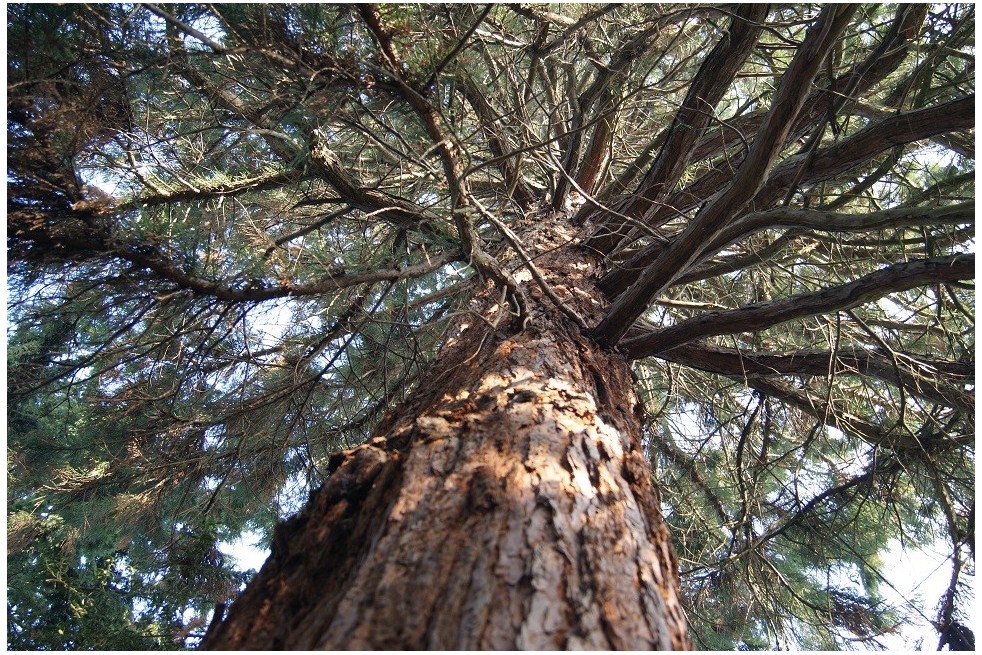 Giant sequoia