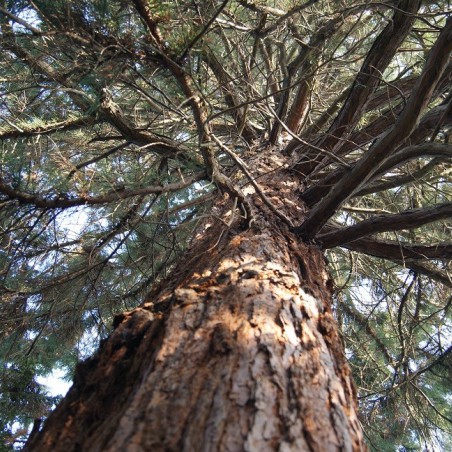 Giant sequoia