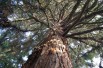 Giant sequoia