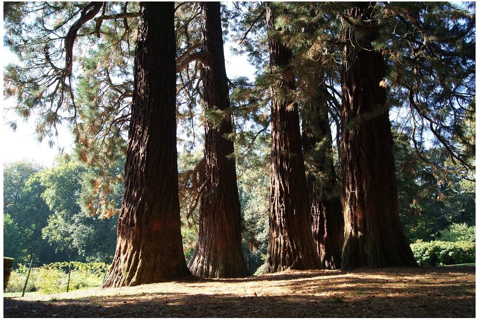 Giant sequoia