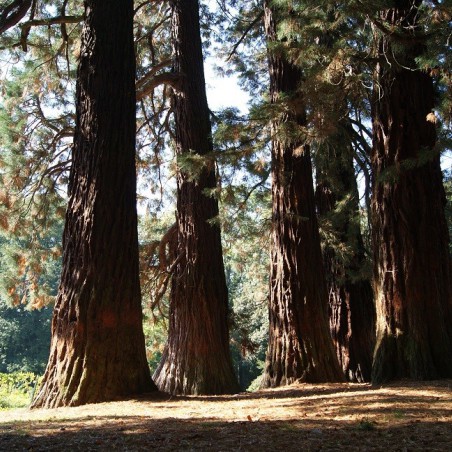 Giant sequoia