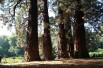 Giant sequoia