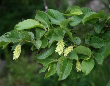European Hop-Hornbeam