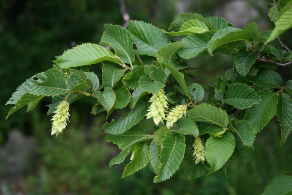 European Hop-Hornbeam