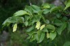 European Hop-Hornbeam