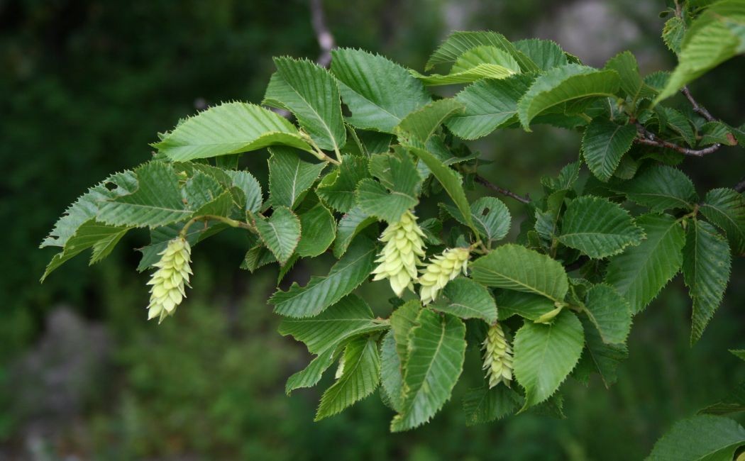 European Hop-Hornbeam