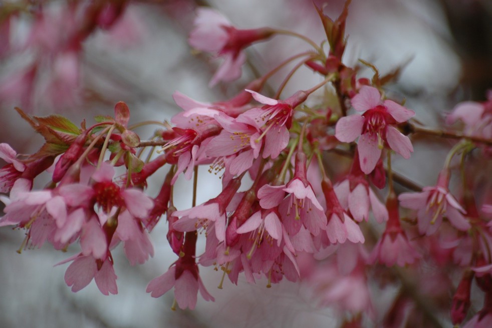 Cerisier du Japon Okamé