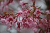 Cerisier du Japon Okamé