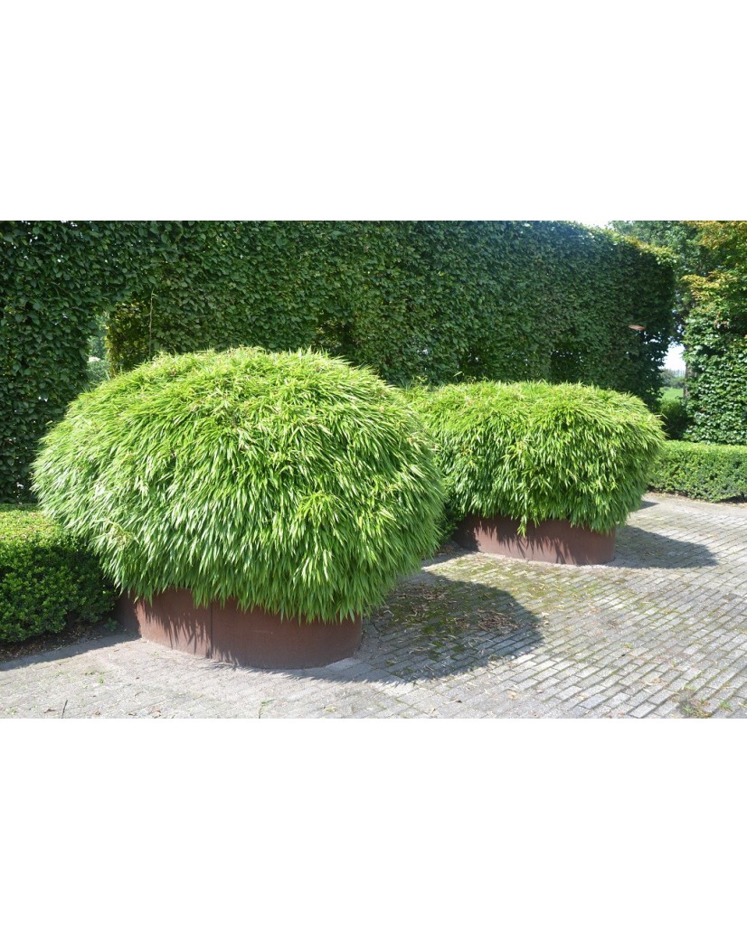 Bambus Fargesia Rufa