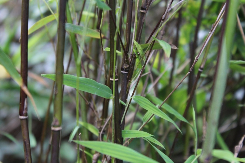 Bamboe Fargesia Red Dragon