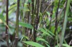 Bamboe Fargesia Red Dragon