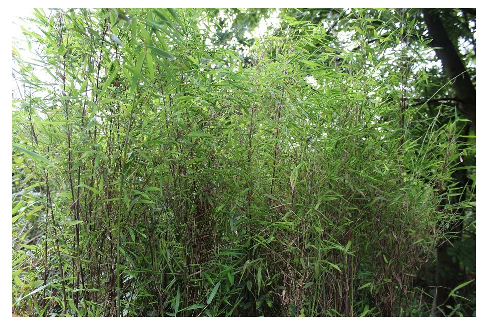 Bamboo Fargesia Red Dragon