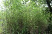 Bamboo Fargesia Red Dragon
