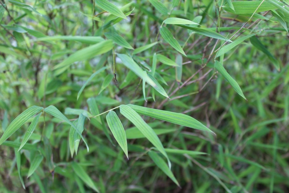 Bamboo Fargesia Red Dragon