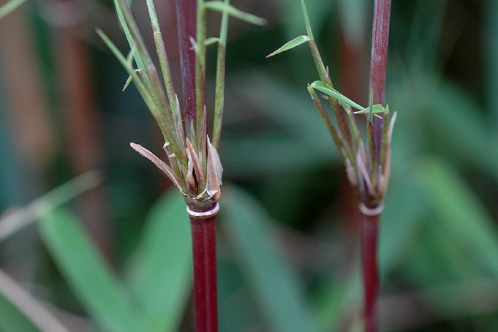Bamboe Fargesia Red Dragon
