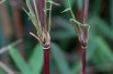 Bambou Fargesia Red Dragon