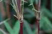 Bambou Fargesia Red Dragon