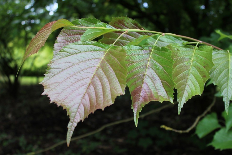 Euptelea Polyandra