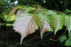 Euptelea Polyandra