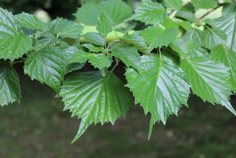 Euptelea Polyandra